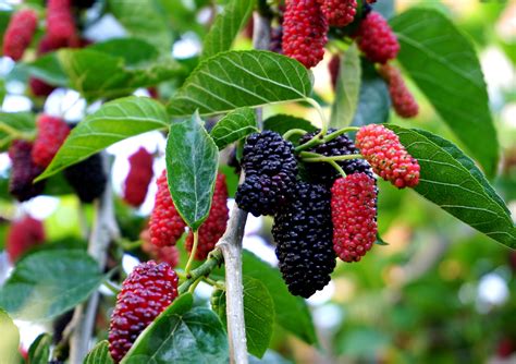 why are mulberry trees not sold.